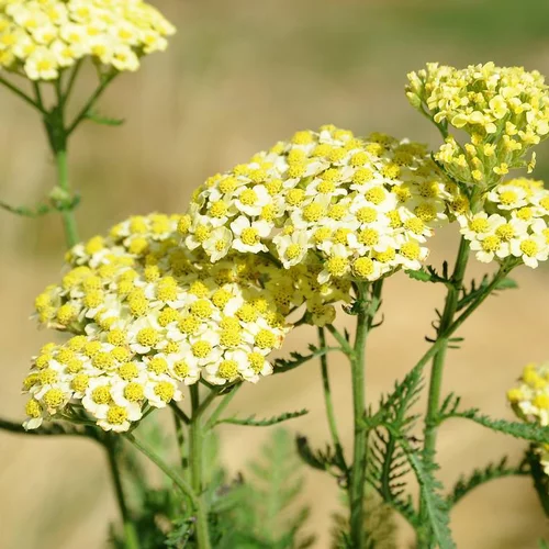 Achillée sunny seduction jaune en pot de 2 L