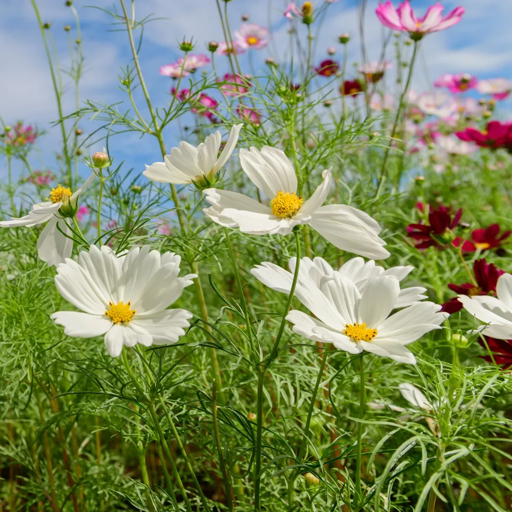 Cosmos blanc Cosmos white