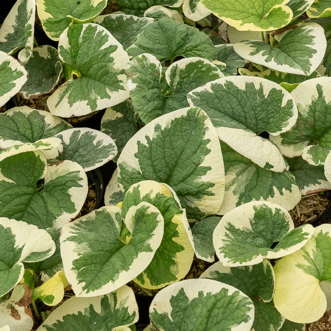 Myosotis du Caucase panaché Brunnera macrophylla Variegata