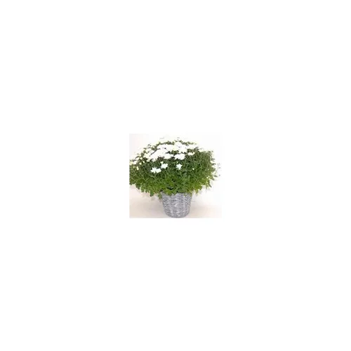 Multifleurs Pot Osier - Le pot de 19 cm
