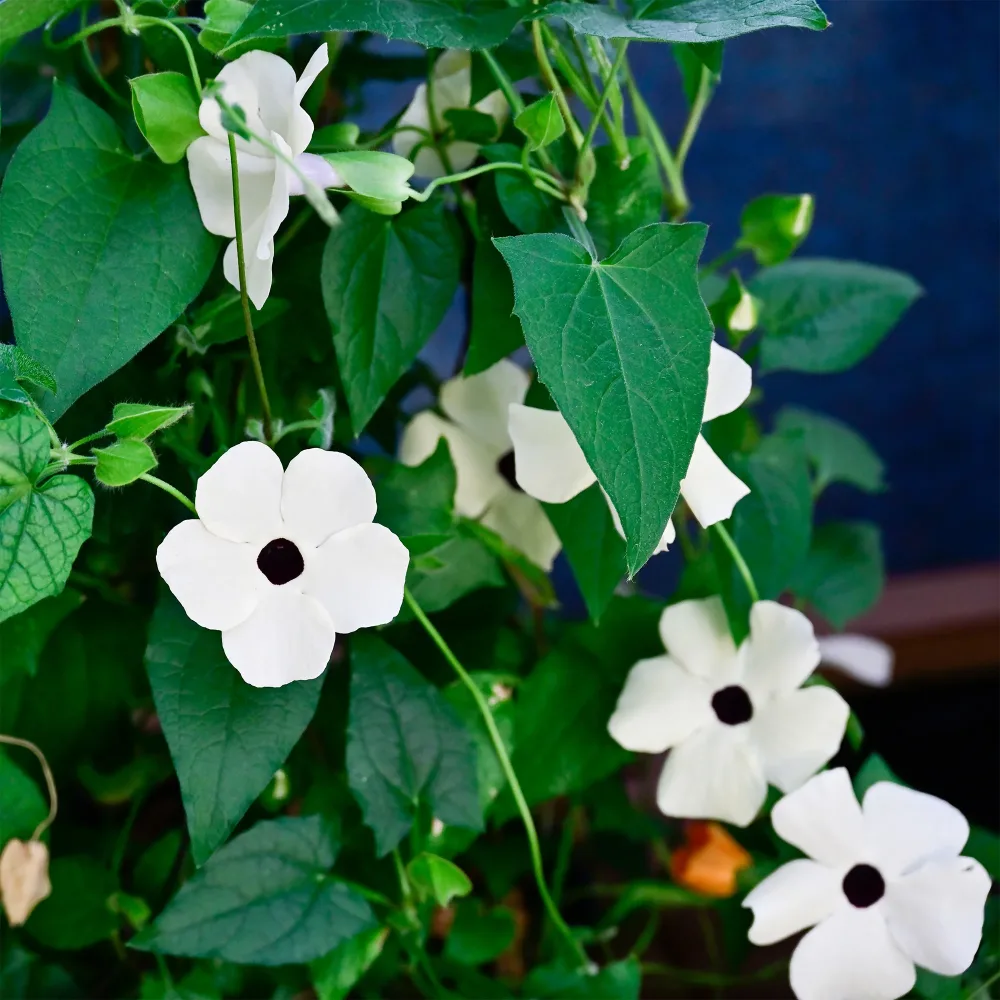 Suzanne aux yeux noirs à fleurs blanches Thunbergia alata white