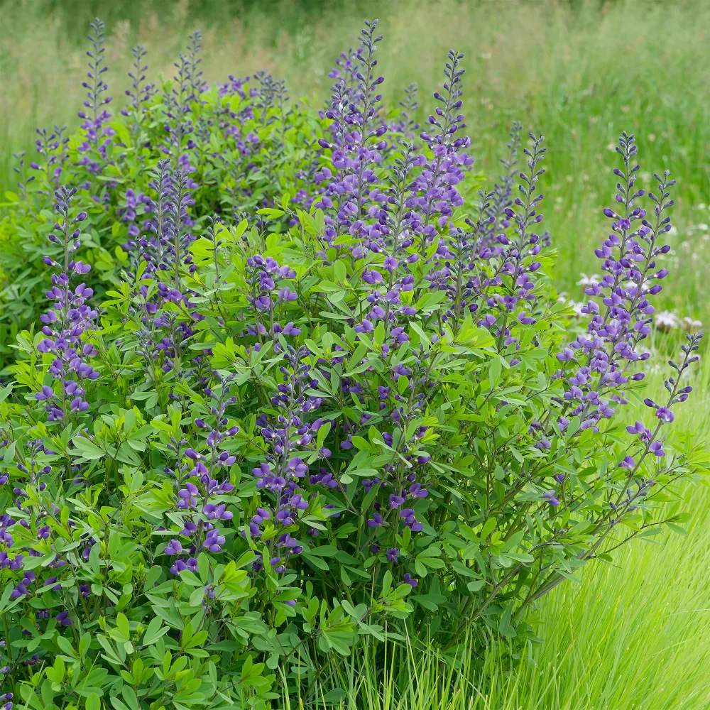Podalyre Baptisia australis