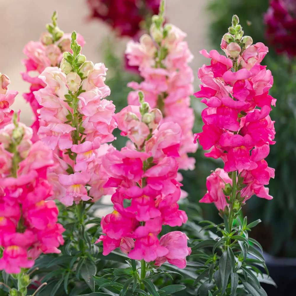 Muflier rose Antirrhinum majus