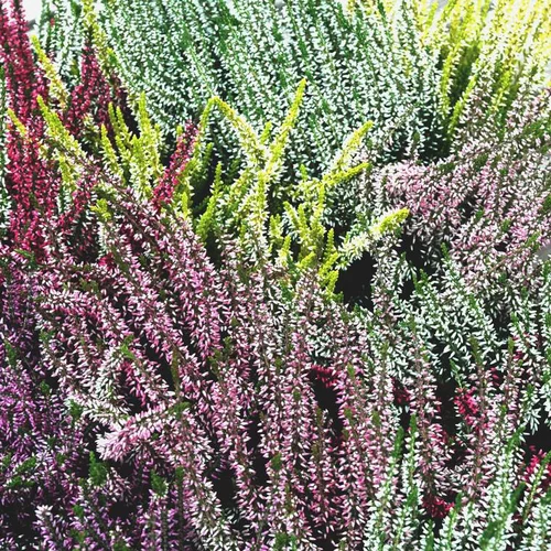Calluna trio - Le pot de 2,5 litres