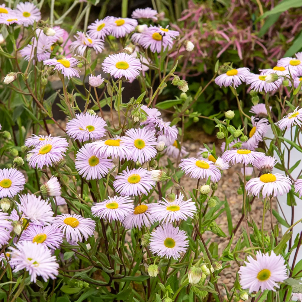 Vergerette Quakeress - Erigeron Erigeron quakeress