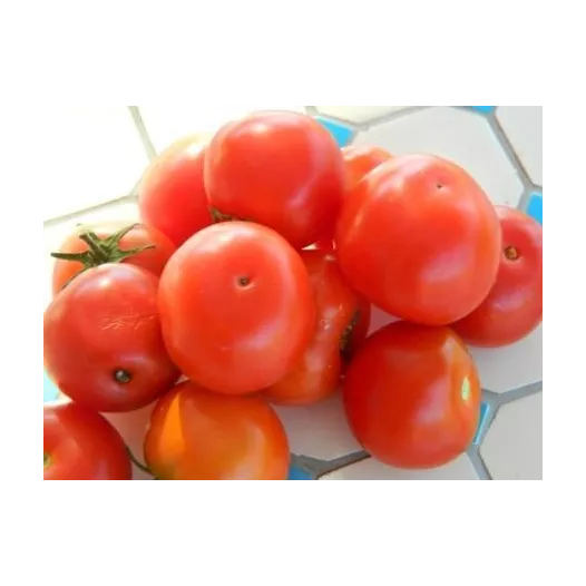 Tomate Joyau d'Idaho | Semences bio et reproductibles