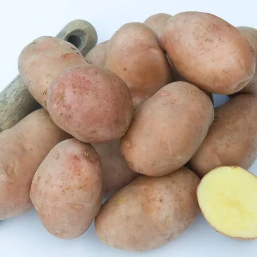 Plants bio : Pomme de terre Rosabelle - 1kg