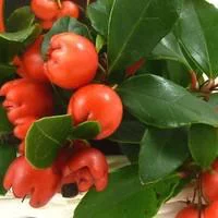 Gaultheria à baies rouges - Le pot de 3 litres