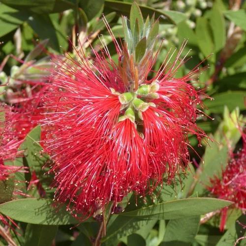 Callistemon Laevis – Pot de 3L
