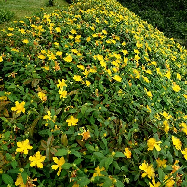 5 Millepertuis Hypericum calycinum