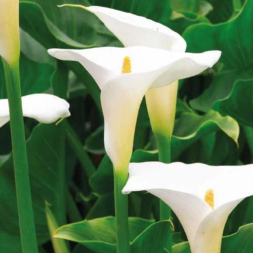 Arum blanc à grandes fleurs - Le pot de 9 x 9 cm
