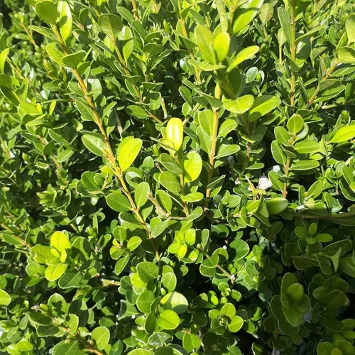 Buxus Sempervirens ou Buis 30/40 cm en pot de 4 L