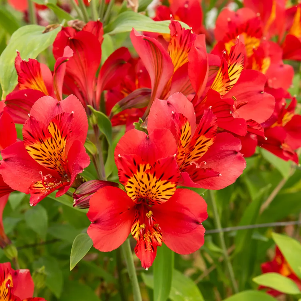 Lys des Incas - Alstroémère Majestic Liré Alstroemeria Majestic Liré