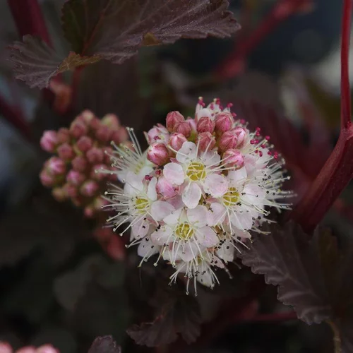 Physocarpe Lady in Red (Physocarpus Opulifolius). Le pot de 4,5 litres
