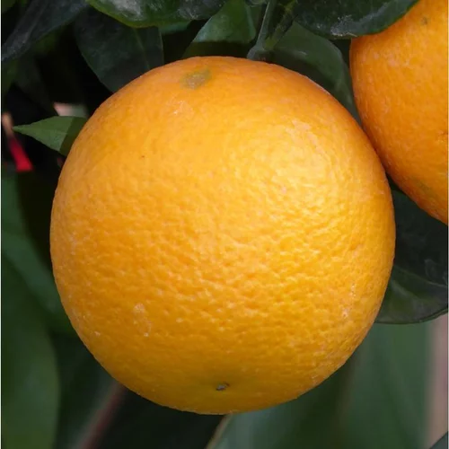 Oranger. Le pot de 130 litres