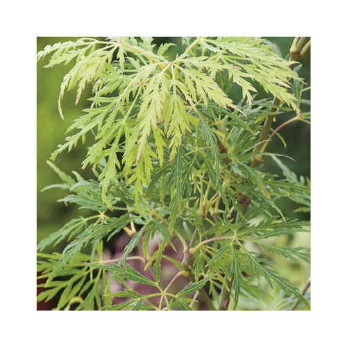Erable du Japon (ACER PALMATUM DISSECTUM FLAVESCENS ) Le pot de 50 litres
