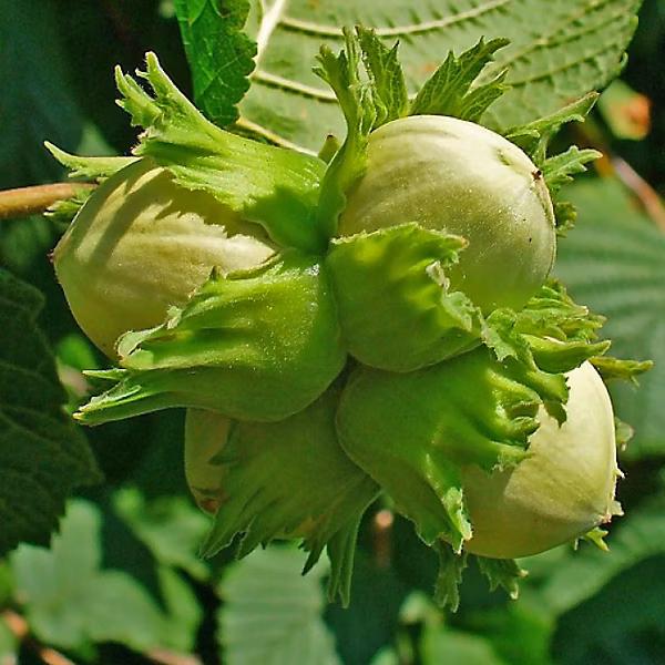 2 x Noisetier commun – Corylus avellana, 60-80 cm pot