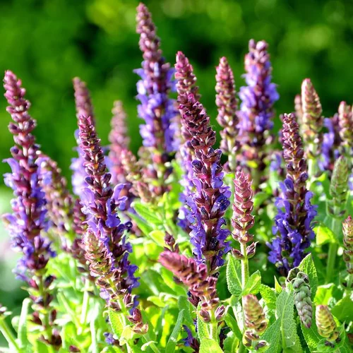 Sauge des bois bleue Salvia sensation. Le pot de 2 litres