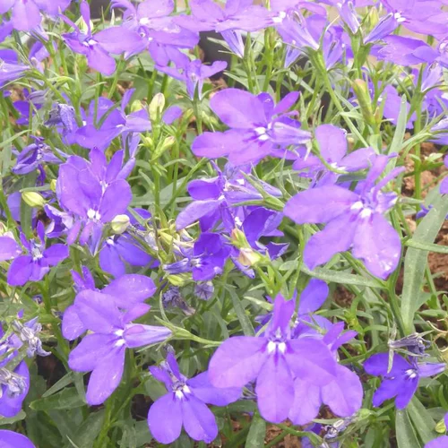 Lobelia ou lobélie - Le pot de 4,5 litres.