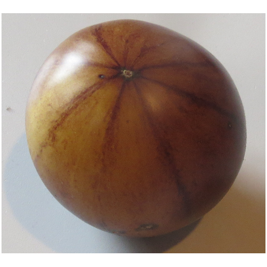 Semences bio de Tomate Great White Blue