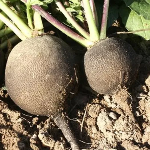 Radis d'hiver Noir rond | Semences biologiques et reproductibles