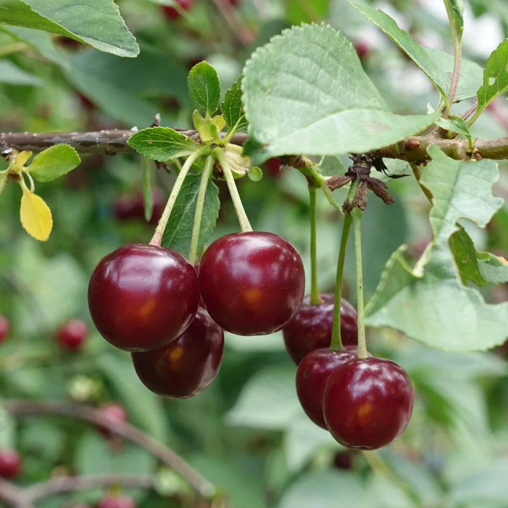 Cerisier Bigareau Moreau Prunus avium 'morreau'