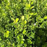 Buis - La barquette de 6 plants