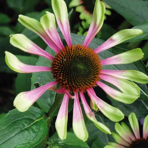 Rudbeckia bicolore rose/vert - Le pot de 9 x 9 cm.