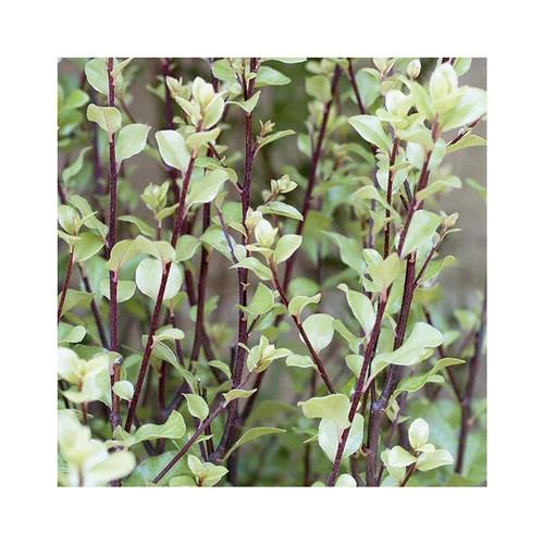 Pittosporum tenuifolium green elf en pot de 5 litres