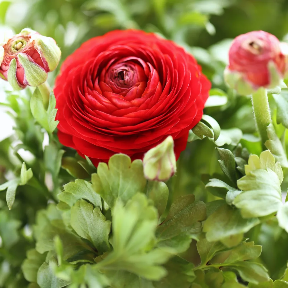 10 Renoncules rouges Ranunculus red