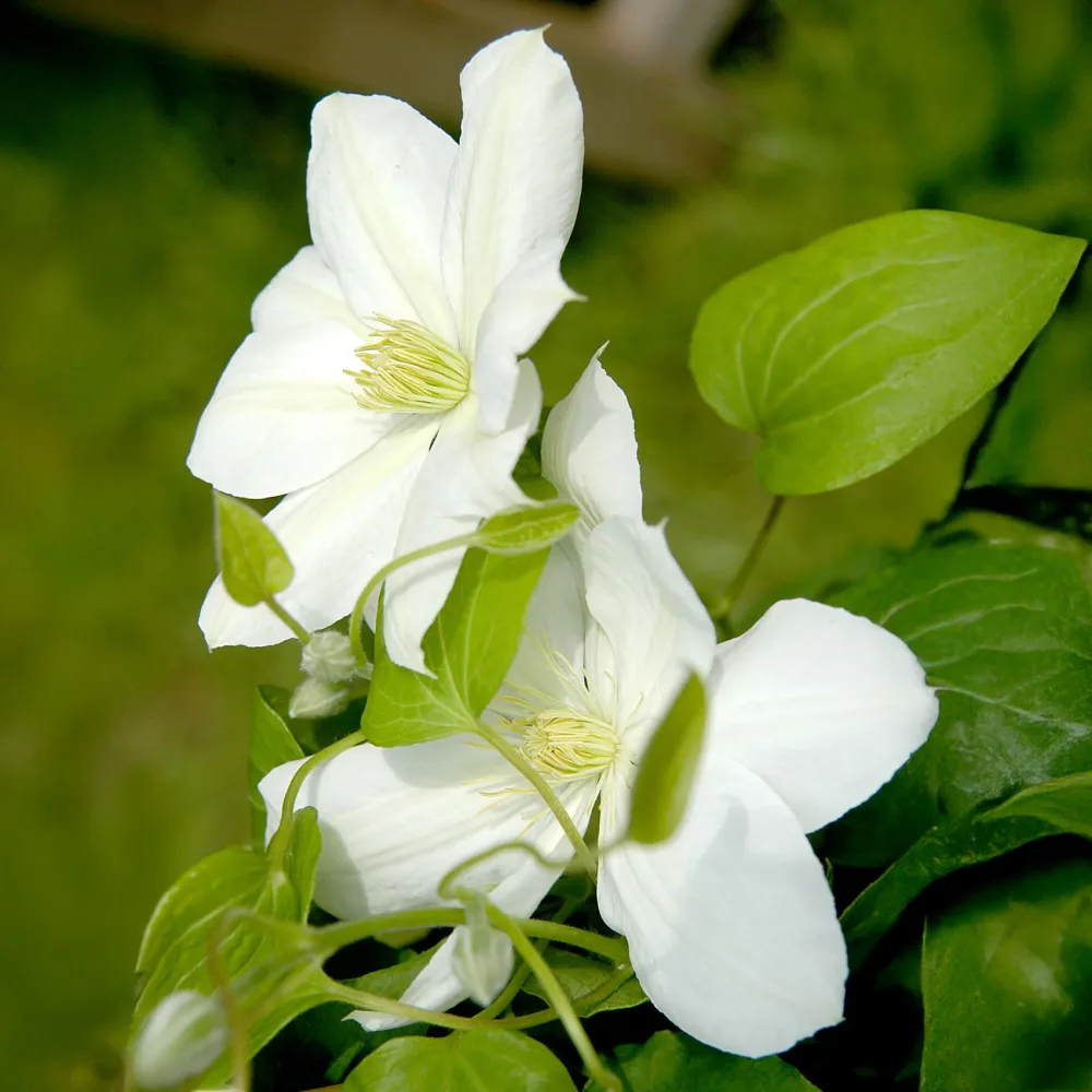 Clématite Madame Lecoultre Clematis patens Mme lecoultre