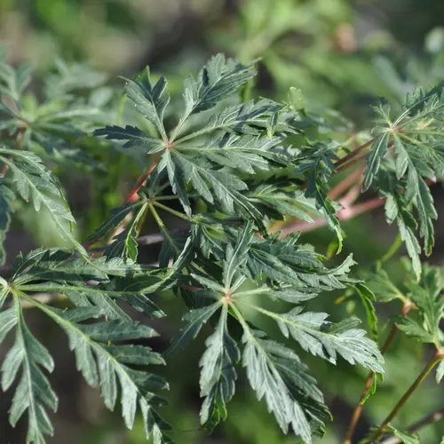 Erable du Japon (ACER PALMATUM DISSECTUM PALMATIFIDIUM ) Le pot de 7 litres