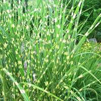 Miscanthus Sinensis Zebrinus - Le pot de 2 litres