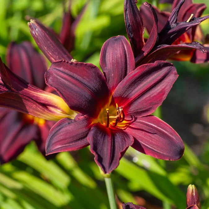 Hémérocalle American Revolution Hemerocallis american revolution