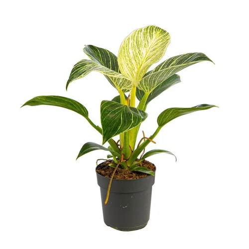 Philodendron White Measure pot Ø11 cm