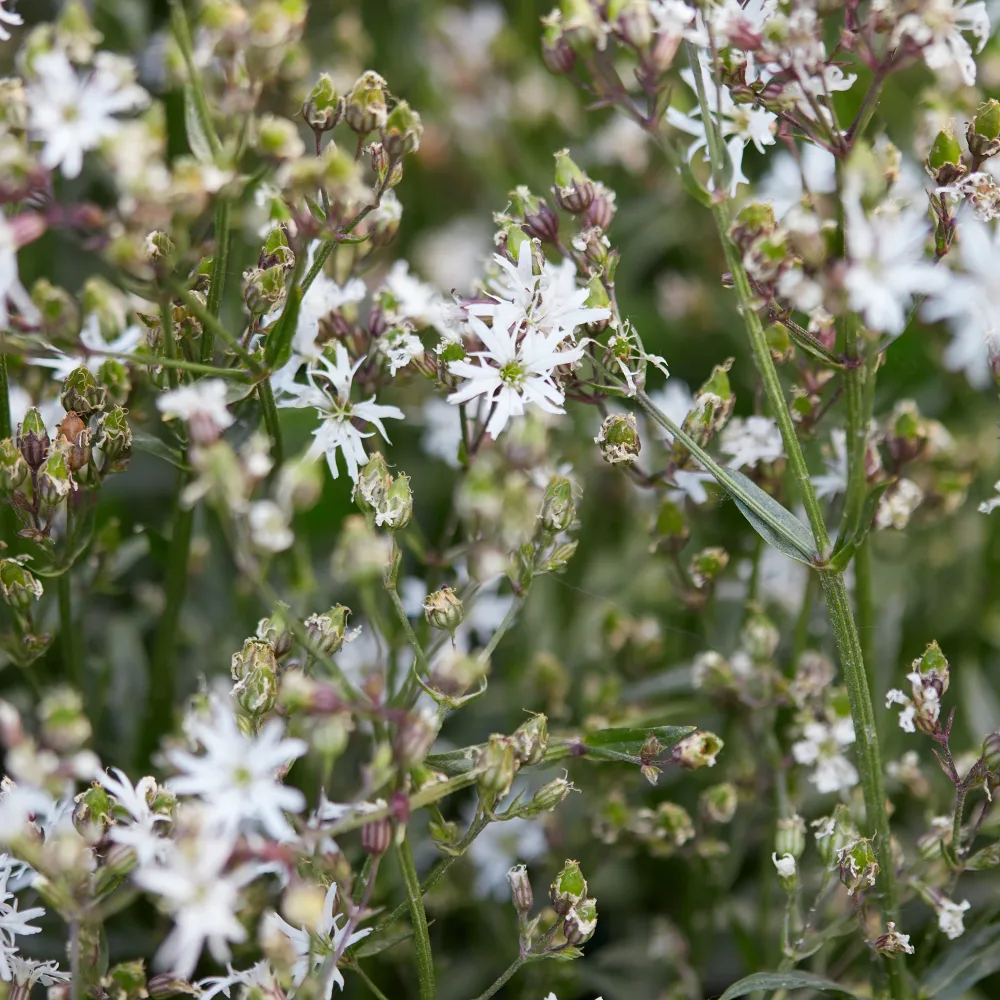 Lychnis fleur de coucou White Robin Lychnis flos-cuculi White Robin