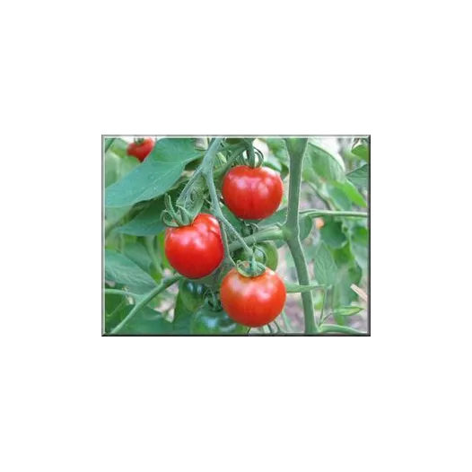 Tomate Stupice | Semences bio et reproductibles