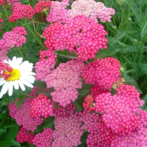 Achillea Millefolium Tutti Frutti Pink Grapefruit , le pot de 4 litres