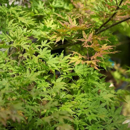 Acer Palmatum Reticulatum - Le pot de 15 litres