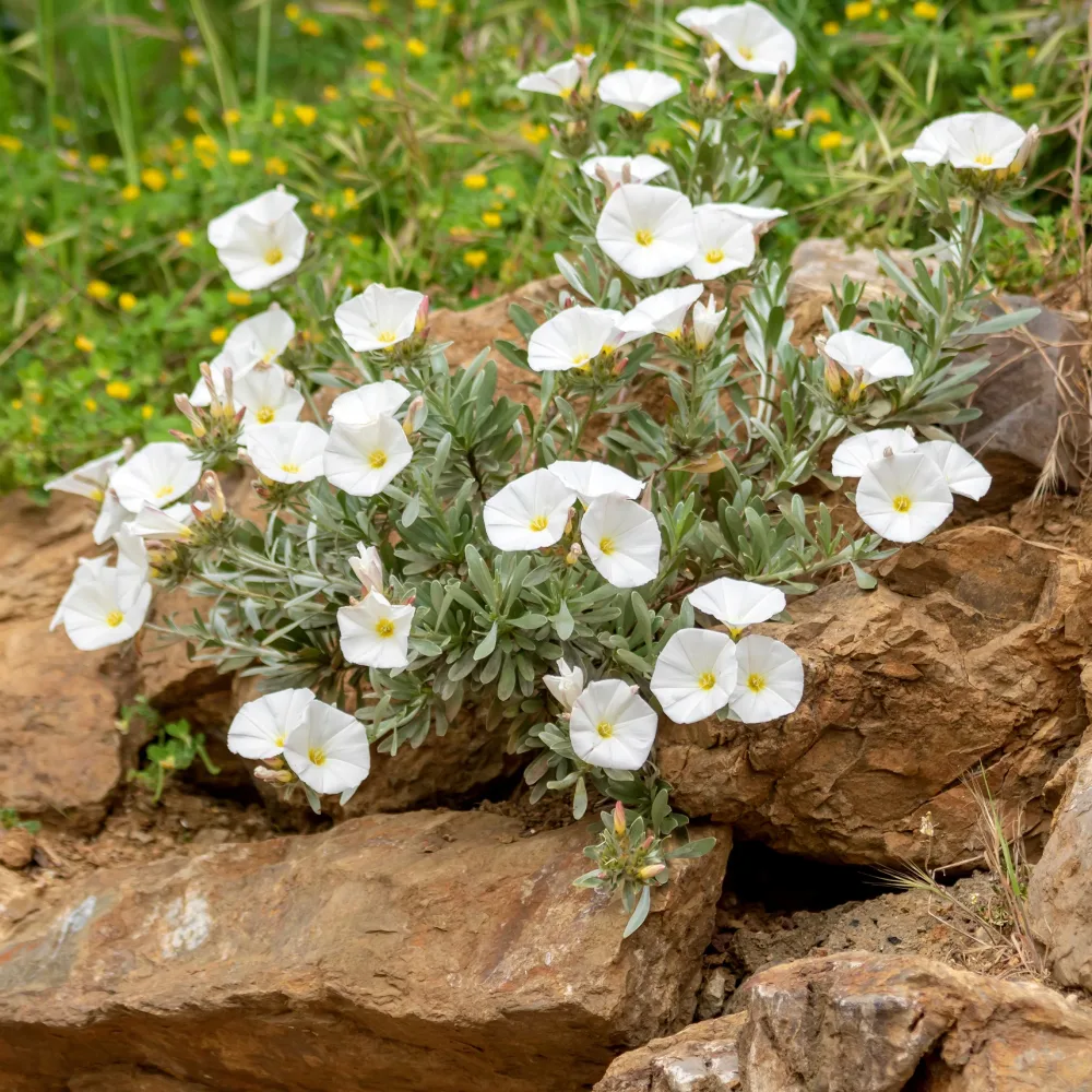 Liseron de Mauritanie Blanc Convolvulus manati white