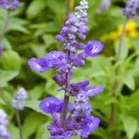Sauge Farineuse bleue - Le pack de 6 plants