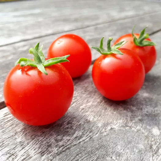 Graines bioTomate cerise Vilma Cherry