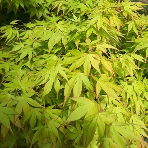 Érable du Japon Katsura (Acer Palmatum) 80/100. Le pot de 10 litres
