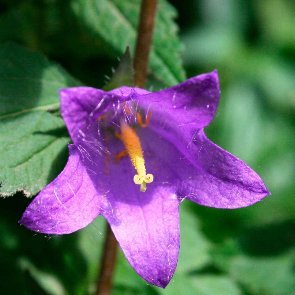 Campanule hybride Viking Campanula Viking