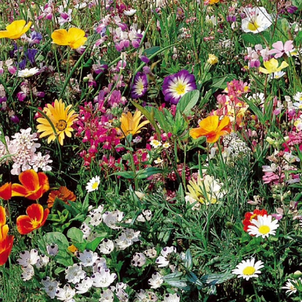 Graines de gazon japonais annuel en mélange - 6 m²