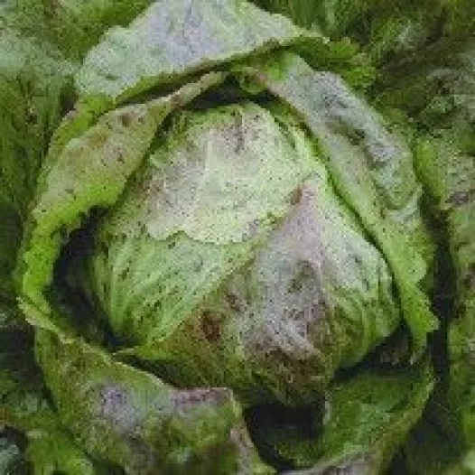 Semences bio de Chicorée Radicchio Piave Medio