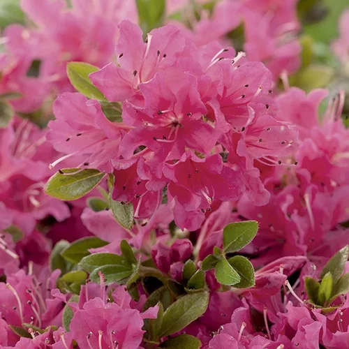 Azalea japonica hino crimson rose en pot de 5 L