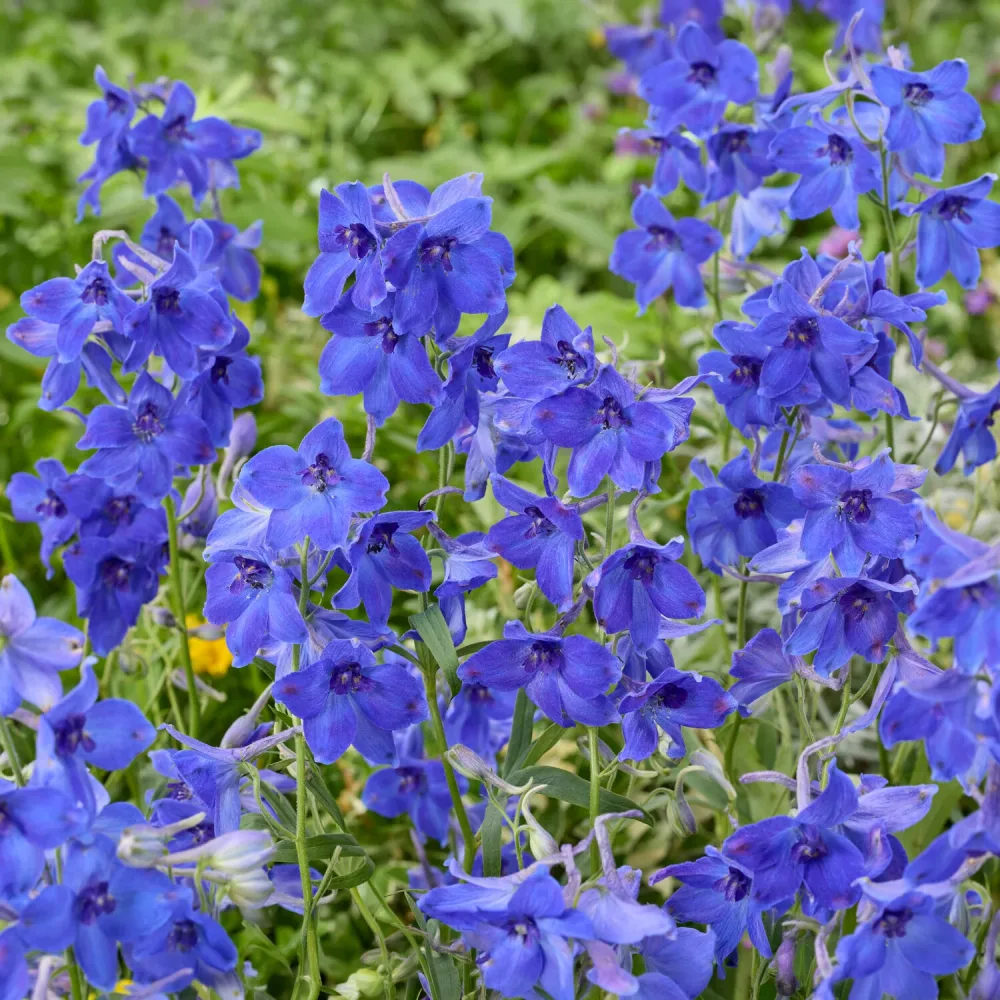 Delphinium Volkerfrieden Delphinium ( belladonna group ) völkerfrieden