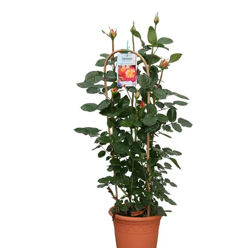 Rosier Grandes Fleurs tuteur – Pot déco de 6L