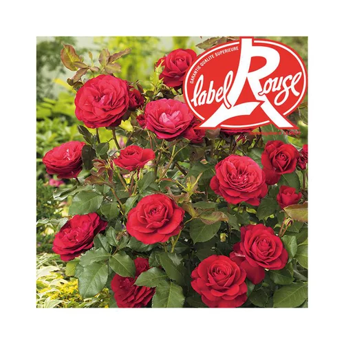 Rosier Mona Lisa® Label Rouge en pot de 5L